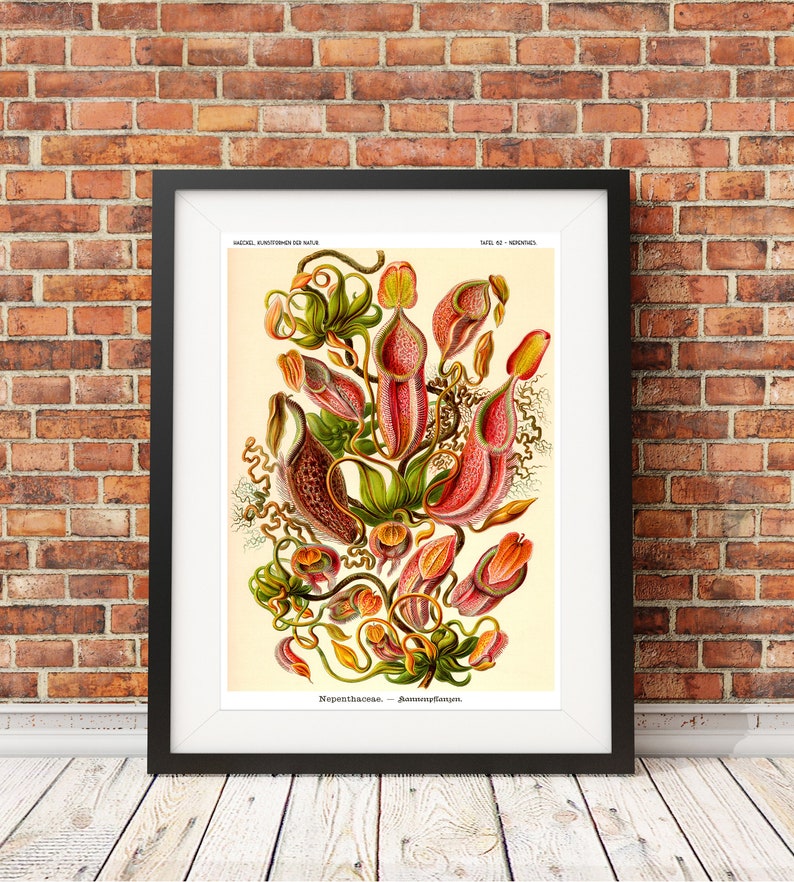 Botanical Print, Botanical Illustration, Venus Flytrap, Ernst Haeckel Nepenthes Poster, Pitcher Plant, Carnivorous Plant, Classroom Art image 4