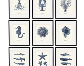 Vintage Sea Life Art Print Set of 9, Original Artwork, Coastal Wall Art Set of 9, Sea Life Illustrations, Gift for Mom