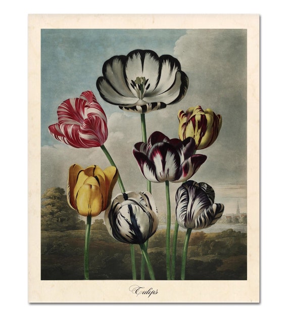 Vintage Tulip Print, Botanical Illustration, Carolus von Linnaeus Art
