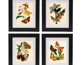 Butterfly Print Set, Vintage Botanical Wall Art