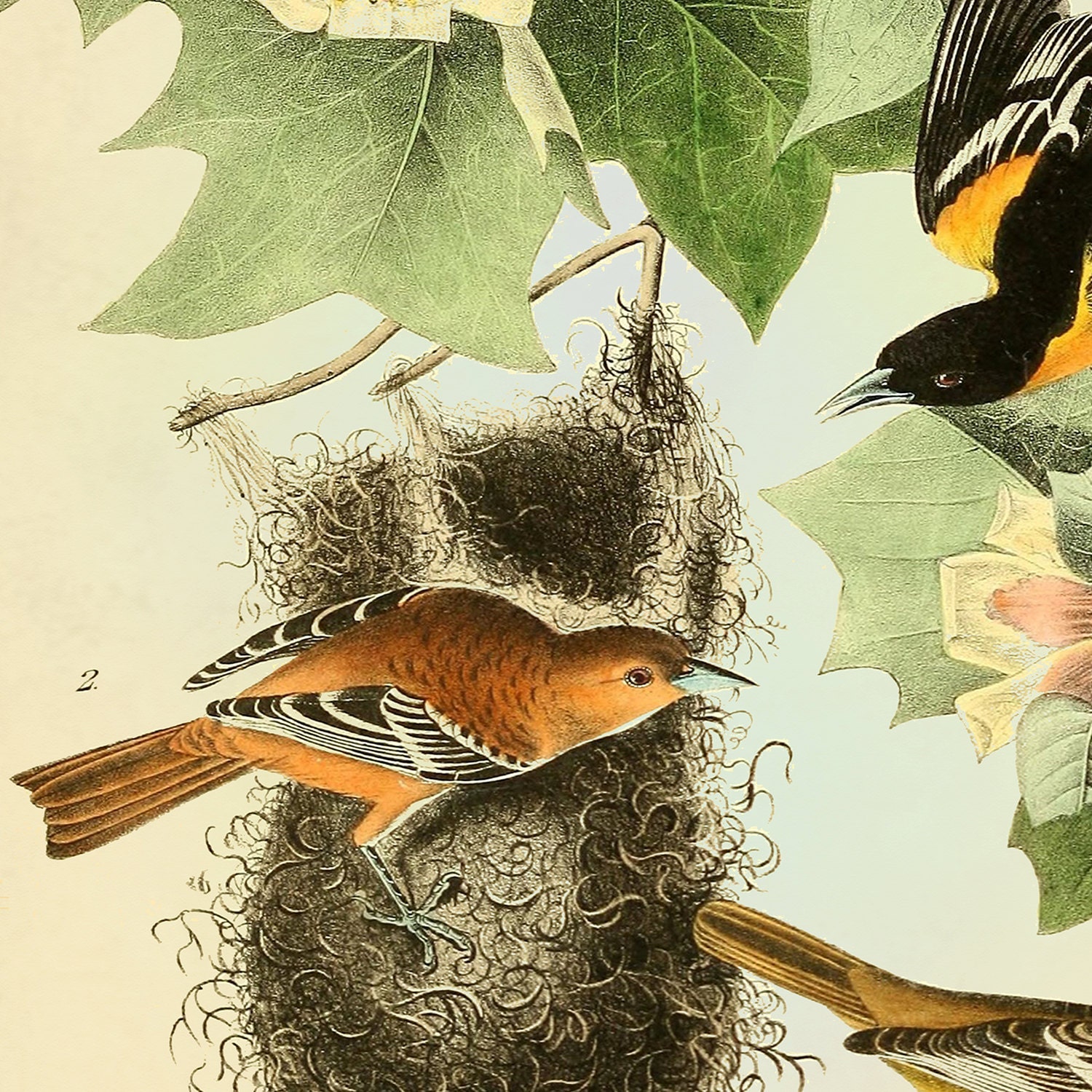 Baltimore Oriole Audubon Bird Print Botanical Wall Art Bird Etsy