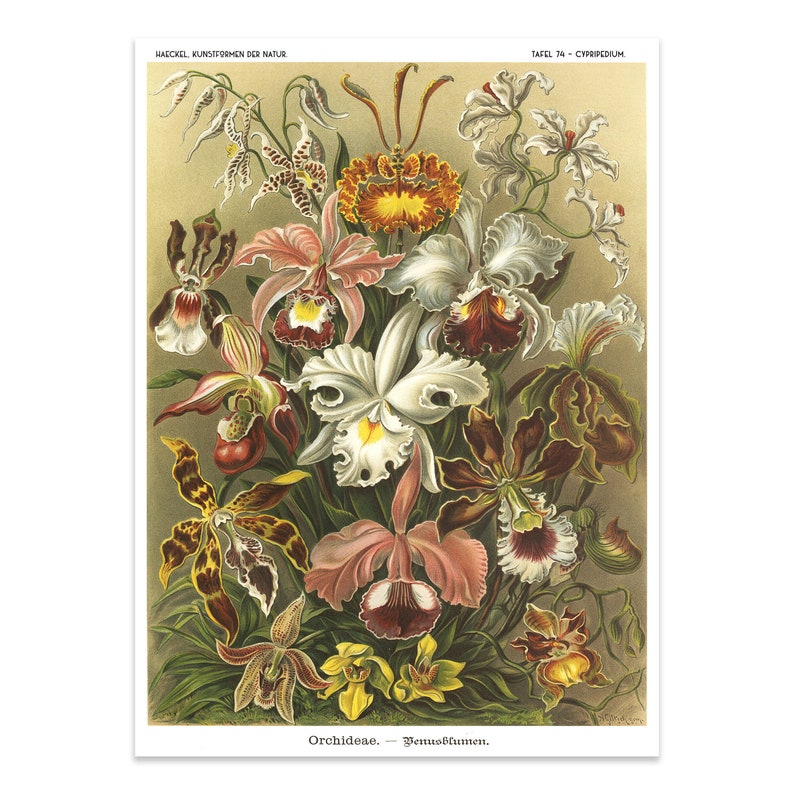 Botanical Illustration, Orchids Print, Floral Wall Art, Art Forms in Nature Plate 74 Ernst Haeckel Scientific Illustration image 1