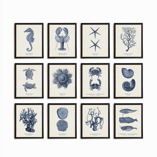 Vintage Sea Life Illustrations Nautical Print Set of 9 Navy - Etsy