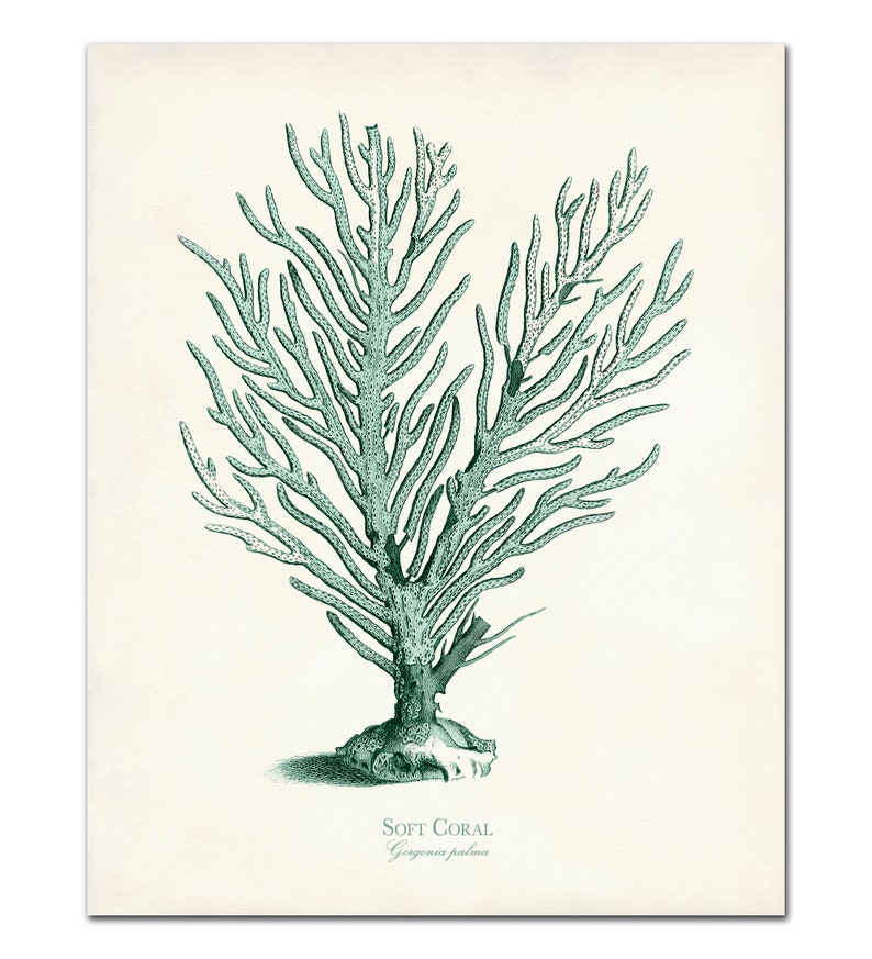 Seafoam Sea Coral Print Set of 6 Vintage Corals Posters - Etsy