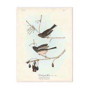 Dark-eyed Junco Bird Print, Snow Bird,  Audubon Birds of America, Bird & Botanical Art
