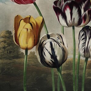 May include: A botanical illustration of tulips in various colors, including yellow, white with black stripes, and deep red. The flowers have green stems and are set against a backdrop of a landscape with trees and a body of water.