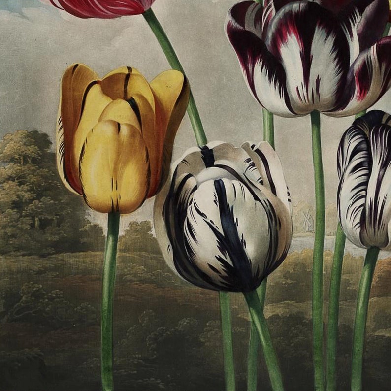May include: A botanical illustration of tulips in various colors, including yellow, white with black stripes, and deep red. The flowers have green stems and are set against a backdrop of a landscape with trees and a body of water.