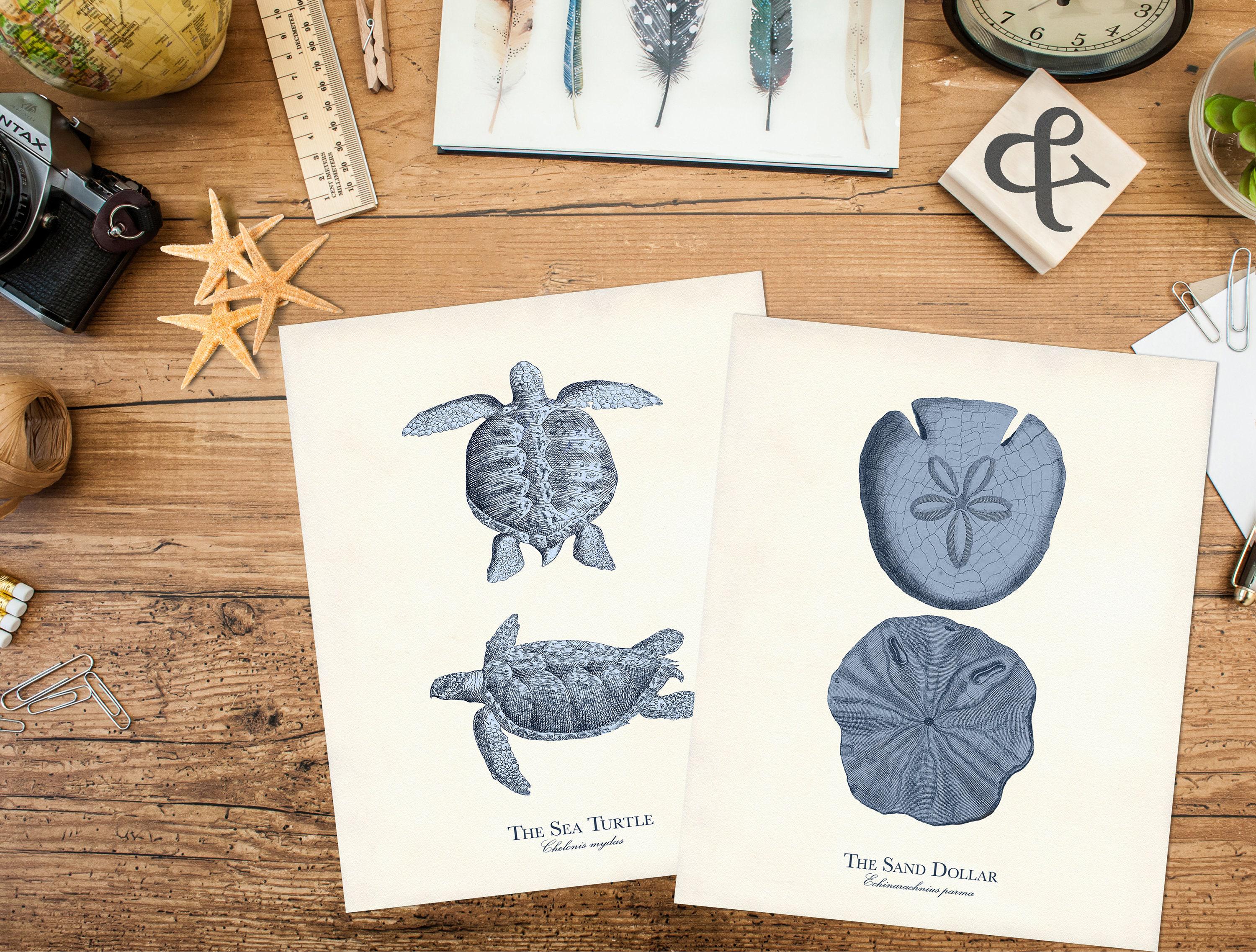 Vintage Sea Life Prints: Set of 12 Coastal Nautical Wall Art - Etsy