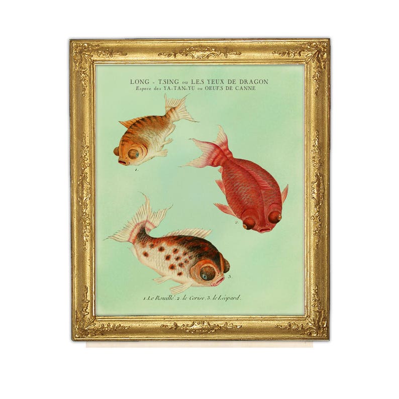 Goldfish Print, Fish Art, Feng Shui Art, Goldfish Art, Natural History, Aquatic Print, Fish, Chinese Goldfish, Aquarium Fish Art image 1