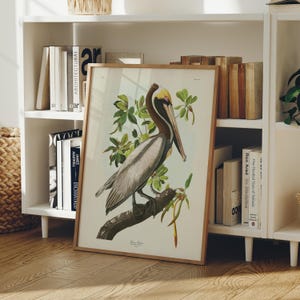Brown Pelican Art Print, Audubon Birds of America, Coastal Bird Print, Beach House Wall Art image 2