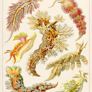 Sea Slug Art Print, Nautical Life Poster, Ernst Haeckel Nudibranchia Illustration, Biology Art, Educational Wall Art