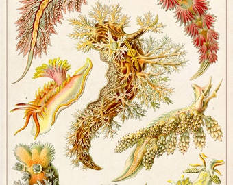 Sea Slug Art Print, Nautical Life Poster, Ernst Haeckel Nudibranchia Illustration, Biology Art, Educational Wall Art, Classroom Art