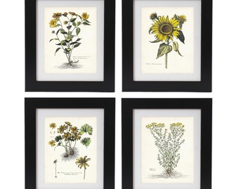 Mother's Day Gift, Sunflowers Art Prints, Cottagecore Botanical Art, Vintage Botanical Illustrations, Yellow Flowers, Floral, Botanical Art