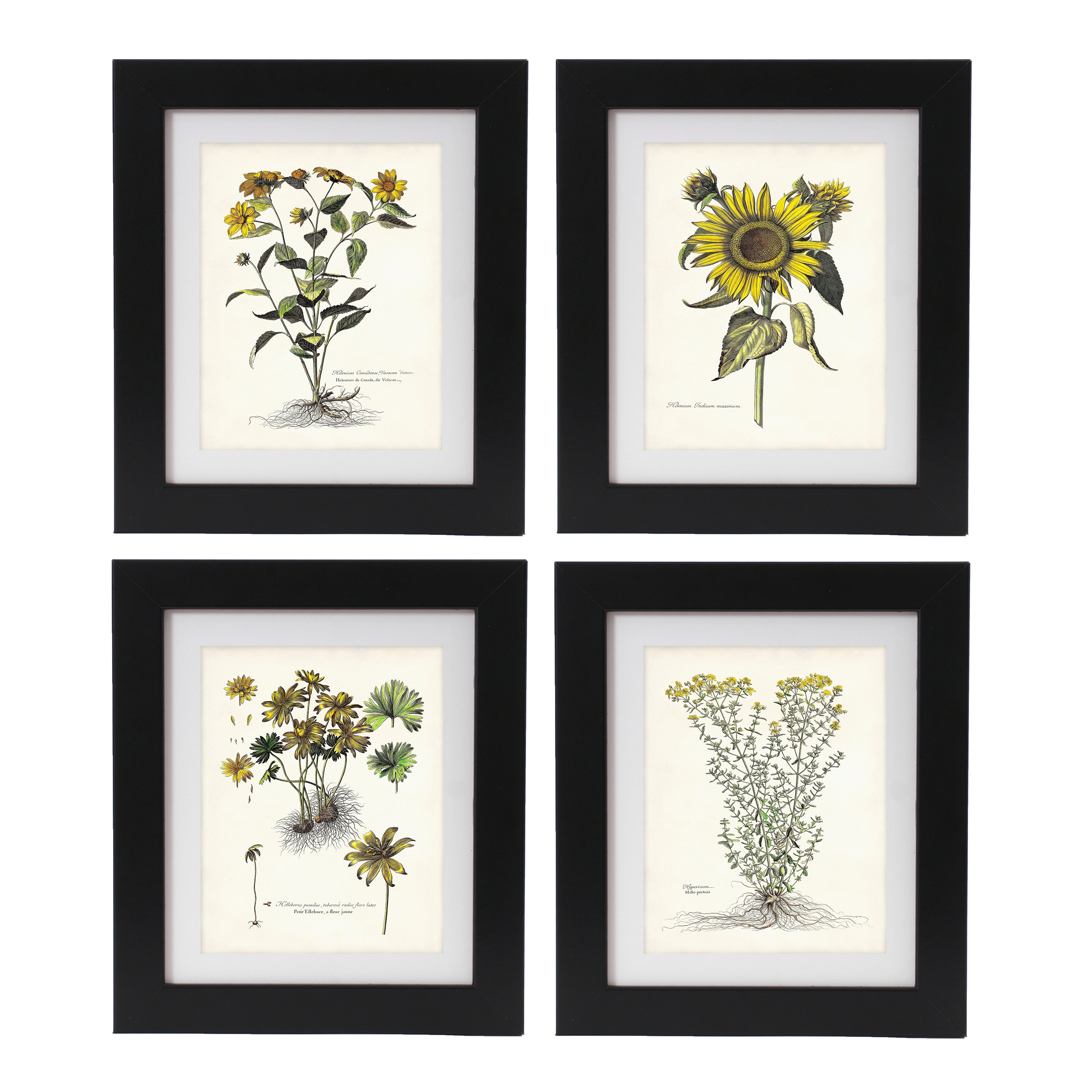 Vintage sunflower art print cottagecore art print Sunflower wall art