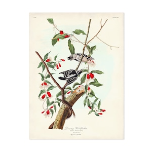 Downy Woodpecker Print, Audubon Birds of America, Vintage Bird, Sapsucker Illustration, Vintage Bird Poster