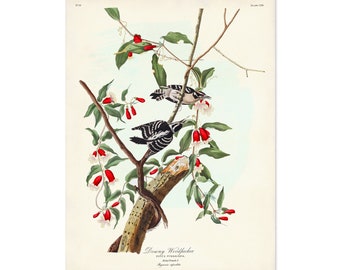 Downy Woodpecker Print, Audubon Birds of America, Vintage Bird, Sapsucker Illustration, Vintage Bird Poster