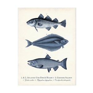 May include: A vintage-style print featuring three detailed illustrations of fish: Atlantic Cod, Halibut, and Chinook Salmon. The fish are rendered in shades of blue against a cream background, with scientific names listed below.