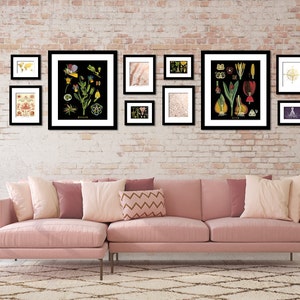 Tableau éducatif vintage, cadeau pour jardinier, illustration botanique, art mural floral, fleurs aux couleurs vives sur impression fleur de coucou noir image 5