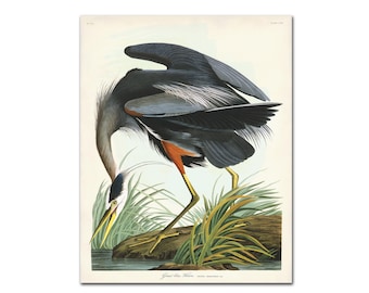 Audubon Blue Heron Print, Vintage Bird & Botanical Art