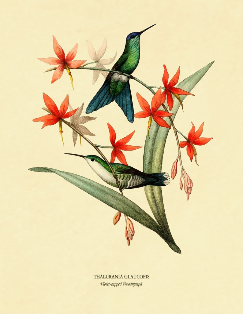 Hummingbirds Poster Botanical Art Hummingbird Print Etsy