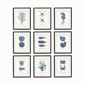 Coastal Sea Life Prints, Vintage Nautical Wall Art (Navy Blue, 9 Pieces)
