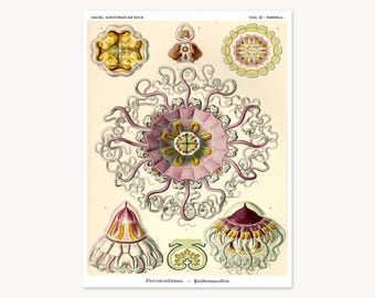 Ernst Haeckel Jellyfish Print, Vintage Coastal Wall Art