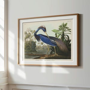 Louisiana Heron Print, Audubon Birds of America, Bird Print, Blue Heron Poster, Shore House Art, Sea Birds, Coastal Birds