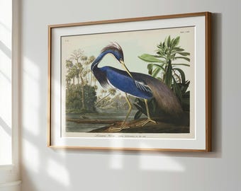 Louisiana Heron Print, Audubon Birds of America, Bird Print, Blue Heron Poster, Shore House Art, Sea Birds, Coastal Birds