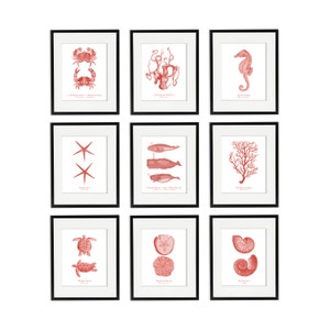 Vintage Sea Life Art Prints, Nautical Print Set of 9, Coral Beach Home ...
