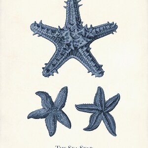 May include: A vintage-style print featuring three detailed illustrations of sea stars in varying sizes and poses. The sea stars are rendered in a blue hue against a cream-colored background. The text "THE SEA STAR" and "Stella coriacea" are printed at the bottom.