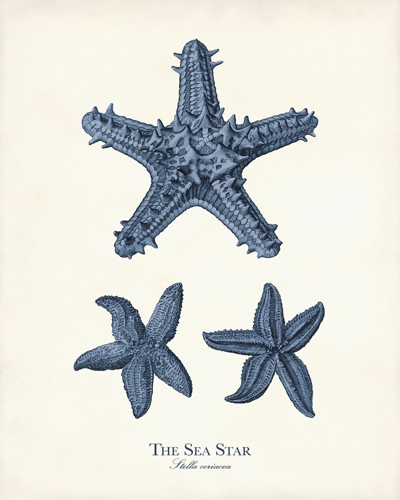 May include: A vintage-style print featuring three detailed illustrations of sea stars in varying sizes and poses. The sea stars are rendered in a blue hue against a cream-colored background. The text "THE SEA STAR" and "Stella coriacea" are printed at the bottom.
