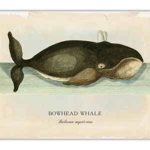 May include: A vintage illustration of a bowhead whale, also known as a right whale, swimming in the ocean. The whale is depicted in shades of brown and gray, with a light blue background. The text "BOWHEAD WHALE" and "Balaena mysticetus" is printed below the whale.