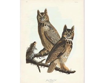 Audubon Horned Owl Print, Vintage Bird Illustration, Autumn Decor