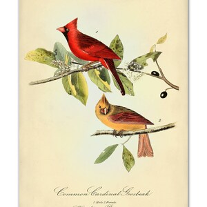 Audubon Bird Print Set, Audubon Birds of America, Bird and Botanical Posters, Cardinal, Blue Jay, Robin, Oriole Illustrations, Bird Art image 4