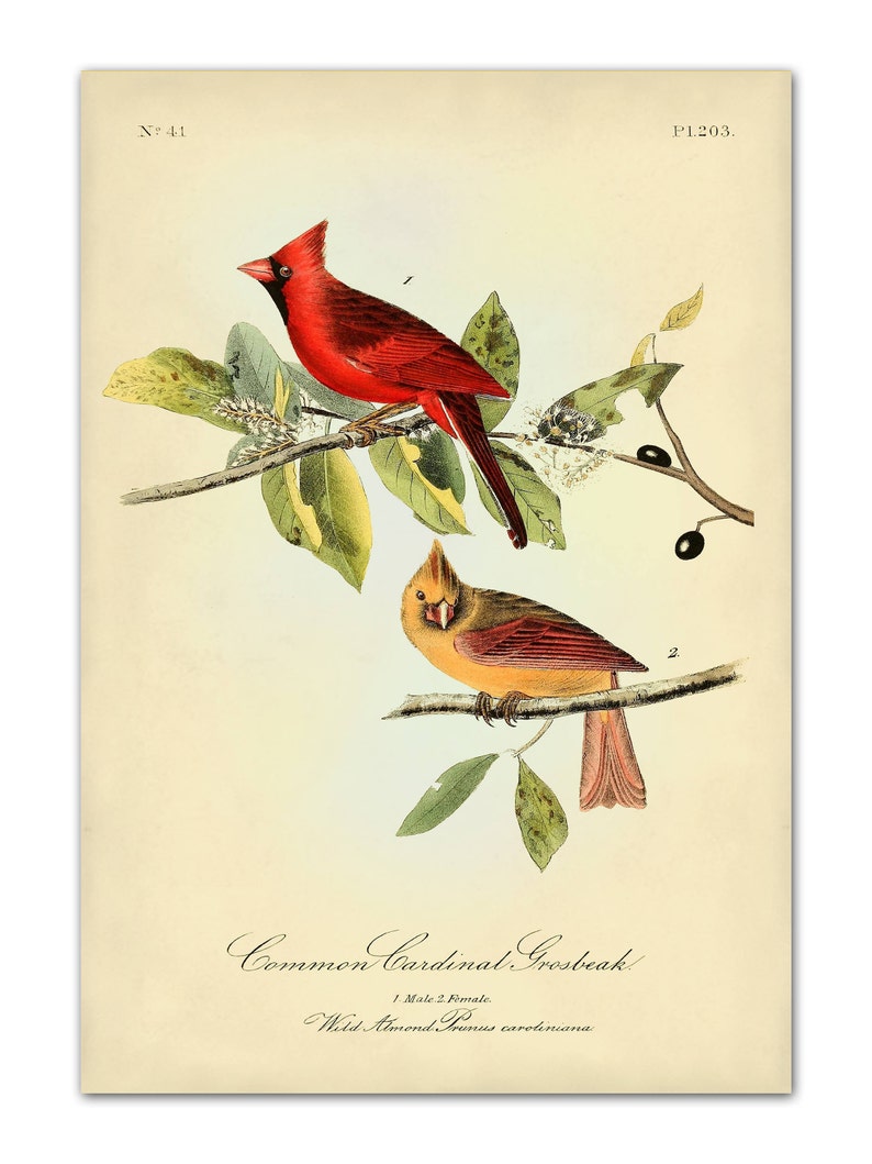 Audubon Bird Print Set, Audubon Birds of America, Bird and Botanical Posters, Cardinal, Blue Jay, Robin, Oriole Illustrations, Bird Art image 4