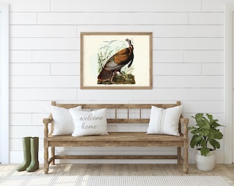 Wild Turkey Audubon Print – Vintage North American Bird Illustration