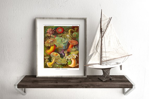 Sea Anemone Art Print, Ernst Haeckel Scientific Illustration - Etsy