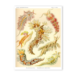 Sea Slugs Art Print, Ernst Haeckel Scientific Illustration, Natural History Art, Gift for Marine Biologist