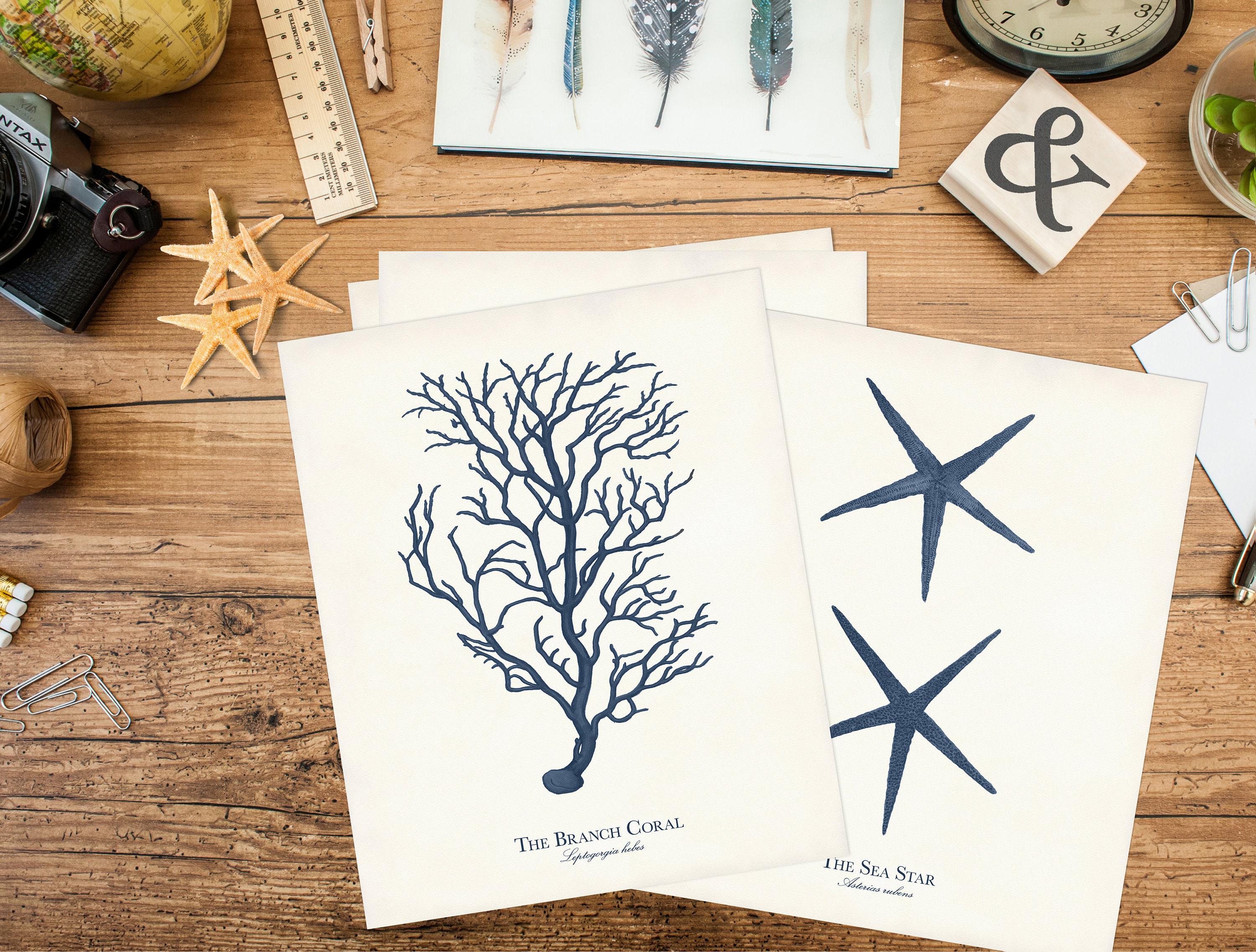 Vintage Sea Life Prints, Set of 12 Coastal Posters, Nautical Wall Art ...
