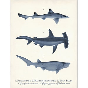 3 Sharks Print Vintage Illustration, Navy Nautical Print, Beach Home Wall Art, Predators of the Sea, Coastal Home Decor, Shark Poster