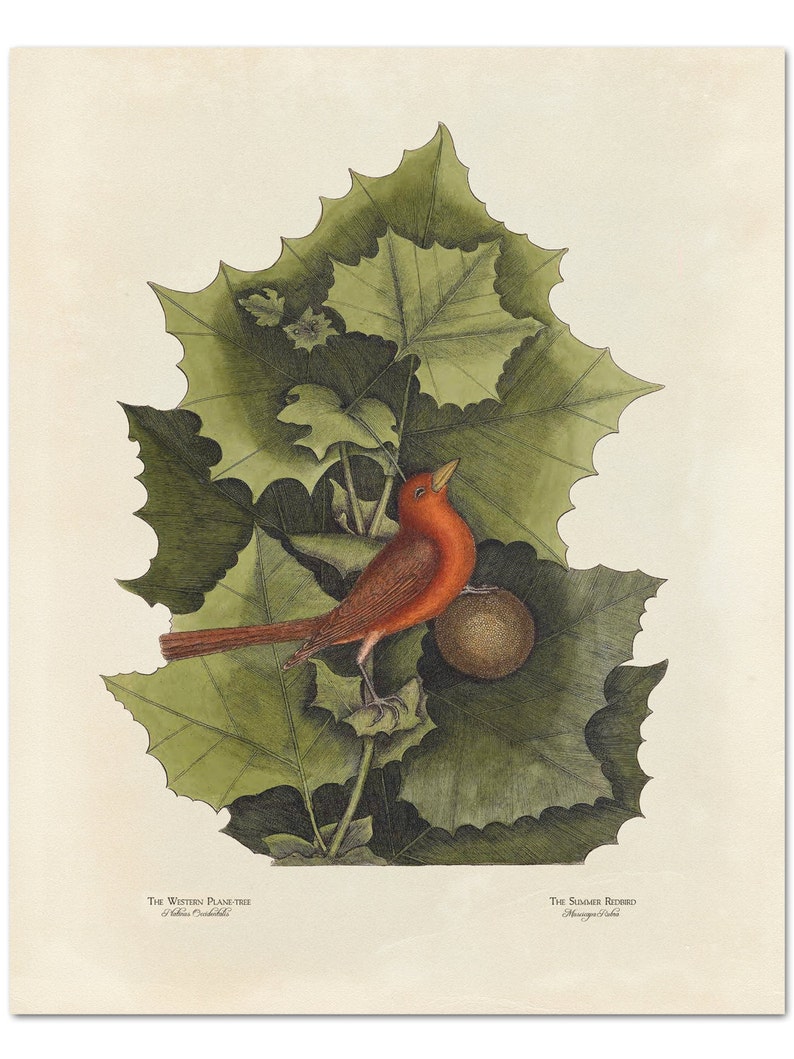 Red Bird Print Botanical Art Print Botanical Poster The | Etsy