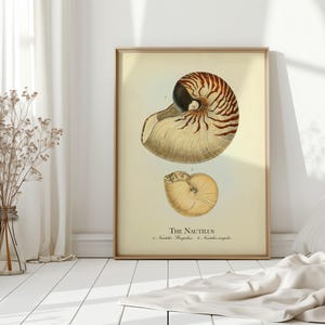 Nautilus Art Print, Coastal Home Decor, The Chambered Nautilus Poster, Beach Home Art Print, Seashell Wall Art, Nautical Wall Art