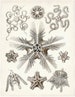 Brittle Starfish Art Print, Art Nouveau Scientific Illustration, Ernst Haeckel Poster, Educational Art, Biology Print 