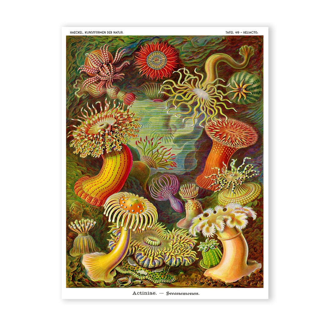 Sea Illustration, Educational Anemone - Etsy Scientific Chart Poster, Anemone Haeckel Coastal Classroom Art Art, Sea Ernst Print, Art,