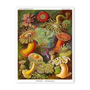 Sea Anemone Art Print, Sea Anemone Poster, Ernst Haeckel Scientific Illustration, Classroom Art, Coastal Art, Educational Chart