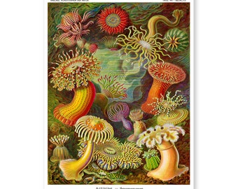 Sea Anemone Art Print, Ernst Haeckel Scientific Illustration