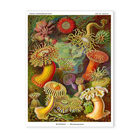 絵画 anemone Sea Anemone Art Print, Sea Anemone Poster, Ernst Haeckel