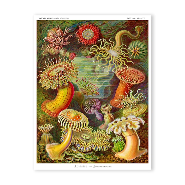 Sea Anemone Art Print, Sea Anemone Poster, Ernst Haeckel Scientific Illustration, Classroom Art, Coastal Art, Educational Chart