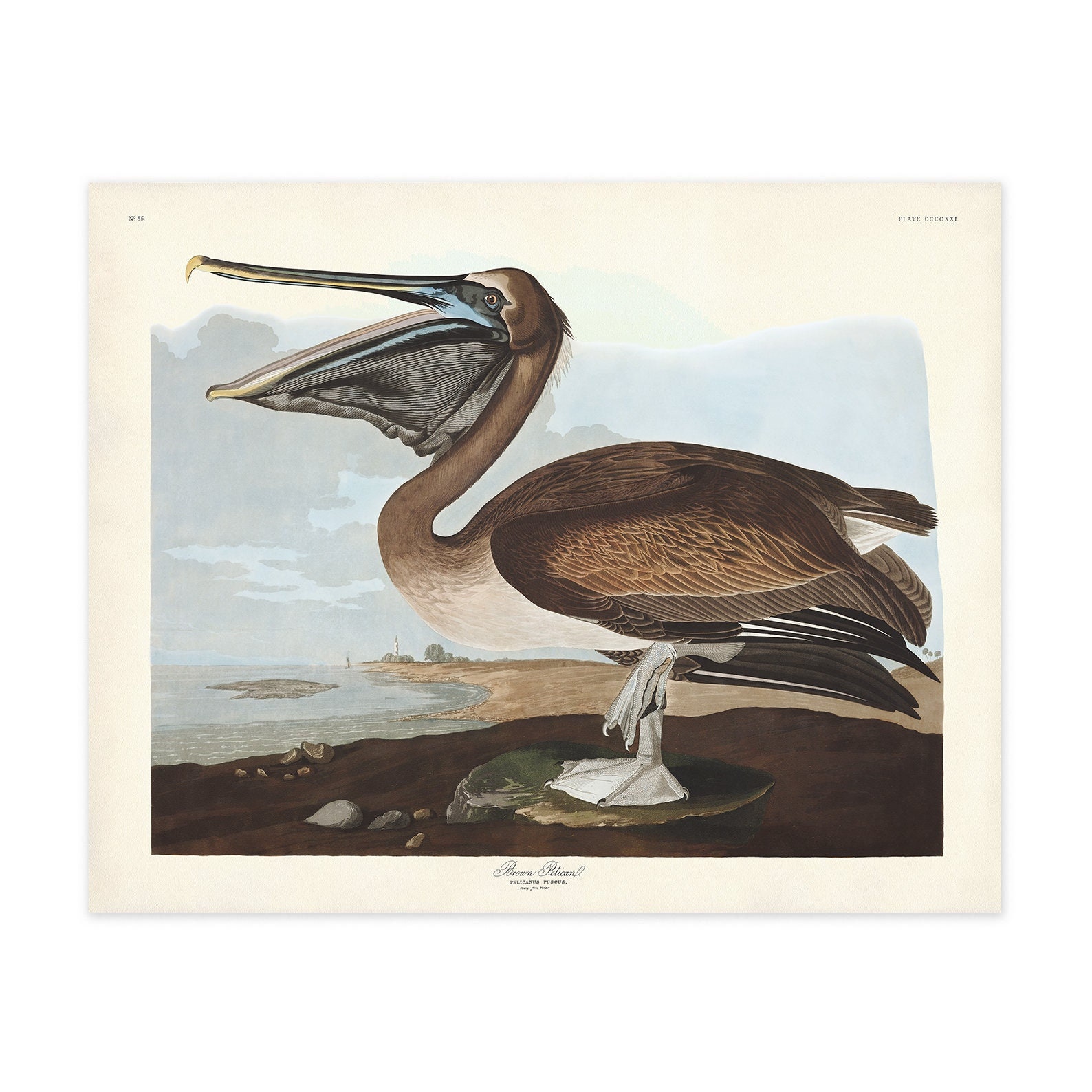 Brown Pelican Print Audubon Birds of America Vintage Bird - Etsy