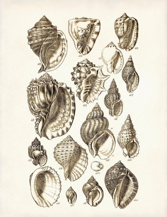 Seashells Poster Seahells Art Print Beach Art Conch Shells image